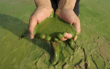 Algae found in east China lake, water for 320,000 threatened