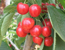 A harvest season for Lushun cherry in Dalian