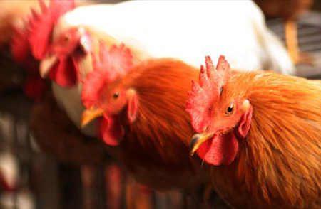 Chinese poultry meat makes comeback in the EU