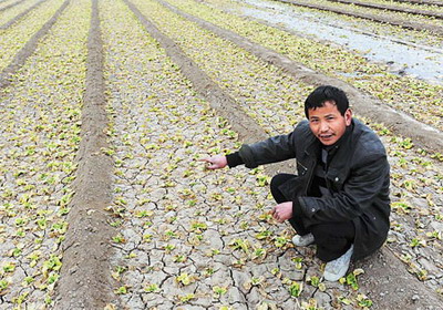 Drought threatens China wheat production