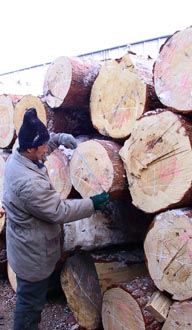 System to ensure sustainability, legality of logging