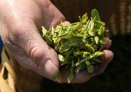 Tea refreshes export trading figures but seeks better promotion