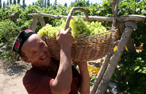 Xinjiang grapes sold to markets far and wide