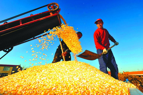 Record corn crop unlikely to meet demand
