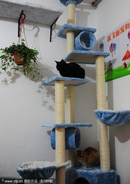 Cat hotel in Anhui