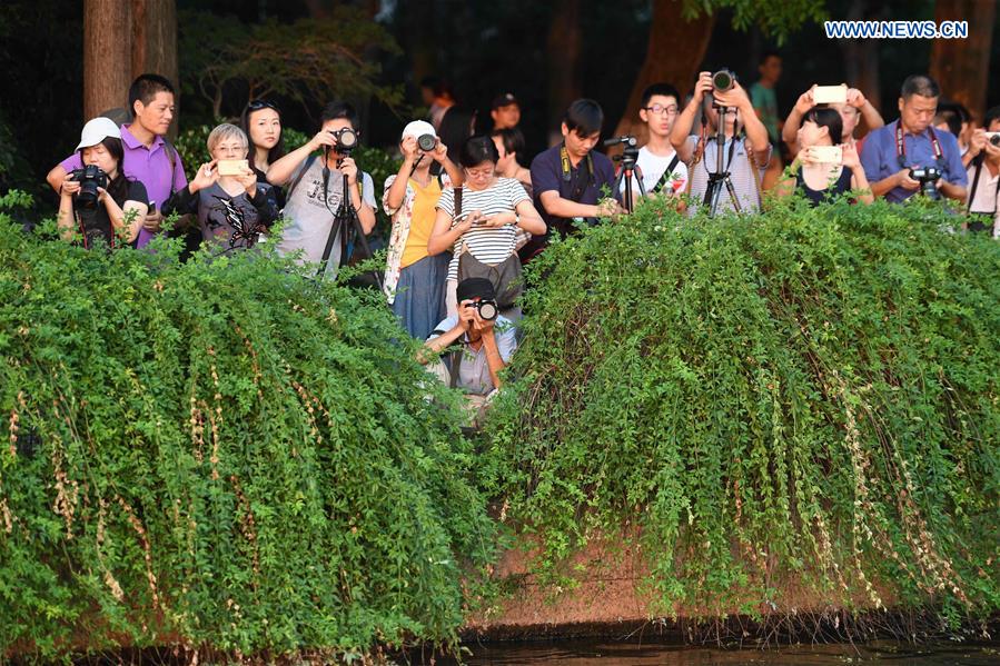 Scenery of Leifeng Pagoda of West Lake in Hangzhou