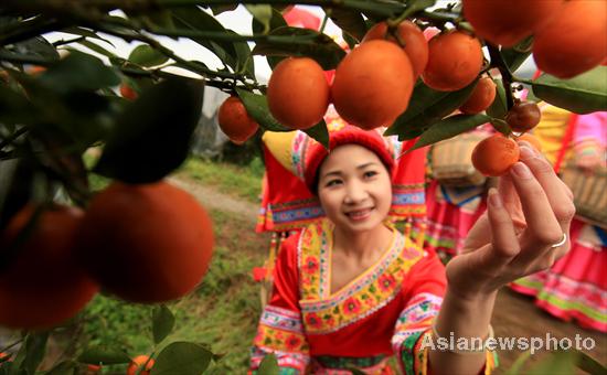 Kumquat season arrives in Liuzhou