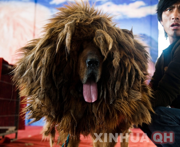 Tibetans cash in on mastiffs