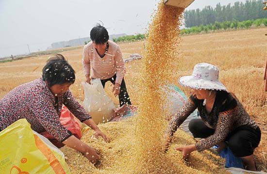 Chinese farmers reaping a harvest