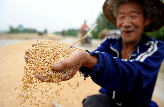 Chinese farmers reaping a harvest