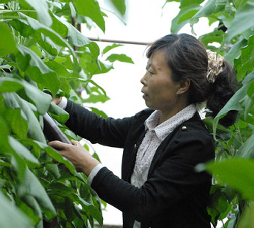 Chaoyang becomes nation's vegetable garden