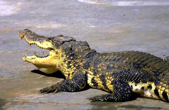 Farmer raises 6000 crocs