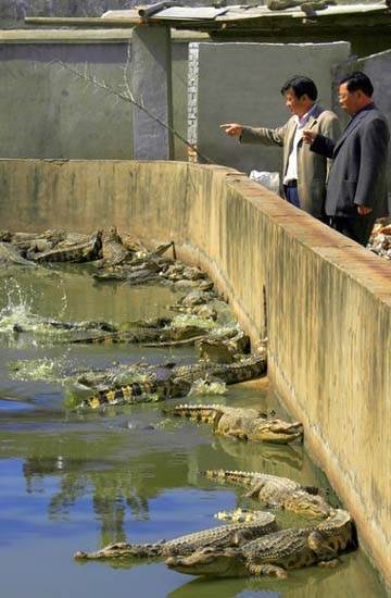 Farmer raises 6000 crocs