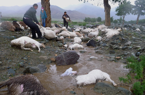 Lightning killed 173 sheep in Xinjiang