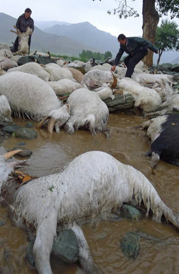 Lightning killed 173 sheep in Xinjiang