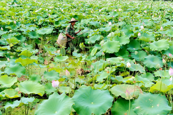 Summer sees bumper harvest in lotus seeds