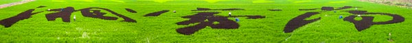 Jiaxing successfully plants colored rice