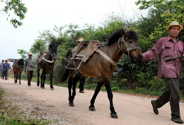 Horse couriers disappearing in Naqi village