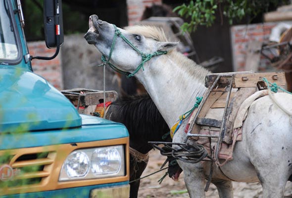 Horse couriers disappearing in Naqi village