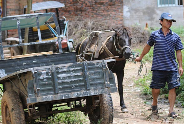 Horse couriers disappearing in Naqi village