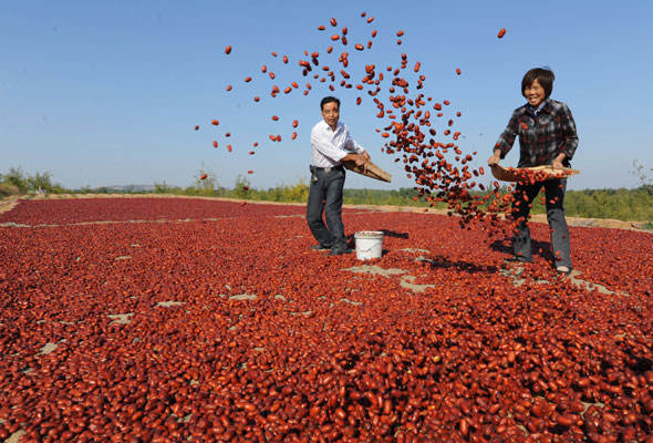 Harvest season begins for city of jujubes