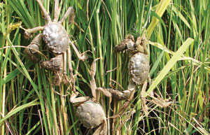 Crabs in buckets, business on budget