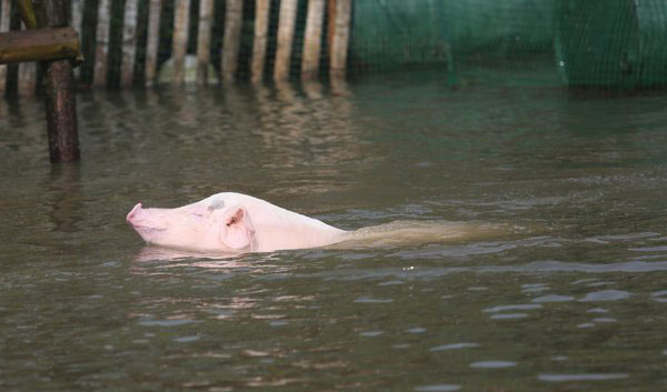 Swimming pigs worth triple