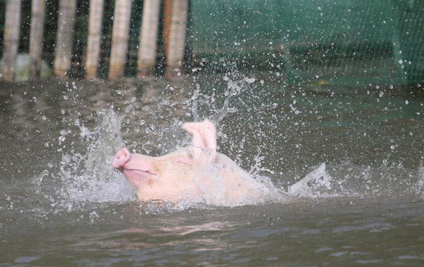 Swimming pigs worth triple