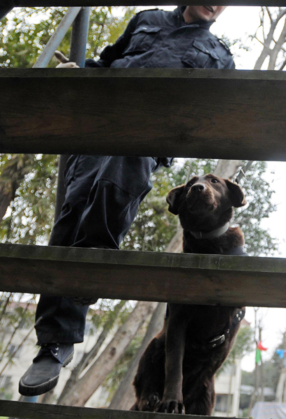 Police dog on duty during travel rush