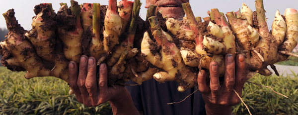 Weifang govt to crack down on illegal sale of overused pesticide