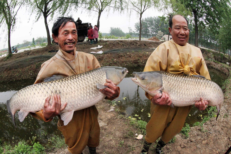 Green aquaculture industry booms in Jiangsu