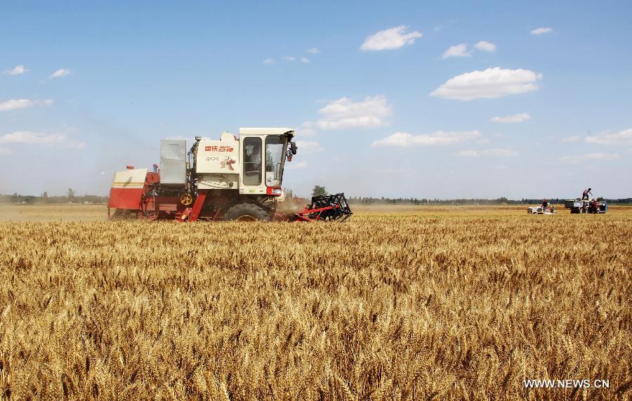 Wheat harvest season in China