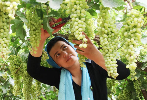 Weibo users have grape expectations for Xinjiang county