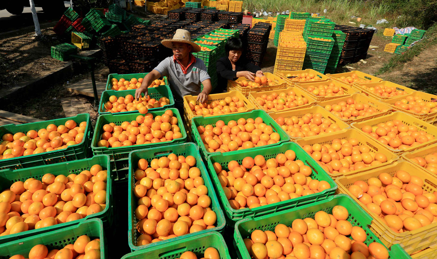 Autumn harvest for citrus farmers