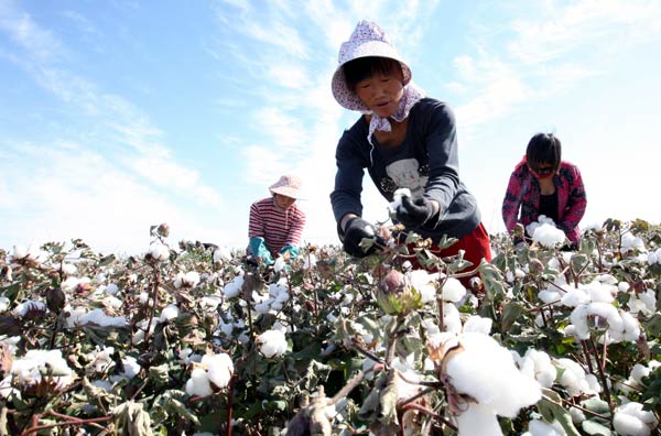 China's cotton output to shrink