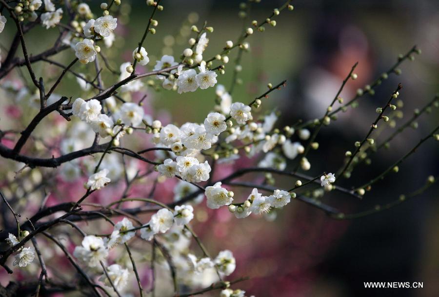 Tourists enjoy plum blossoms in E China's Nanjing