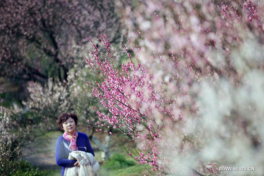 Tourists enjoy plum blossoms in E China's Nanjing