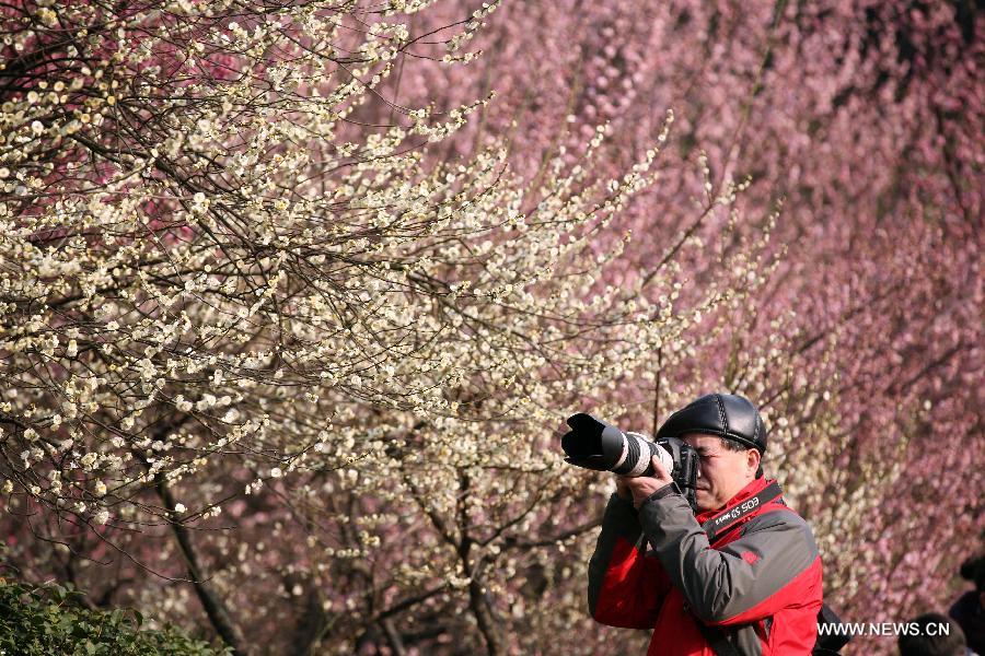 Tourists enjoy plum blossoms in E China's Nanjing