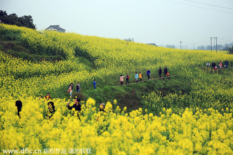 Top 10 canola flower attractions in China