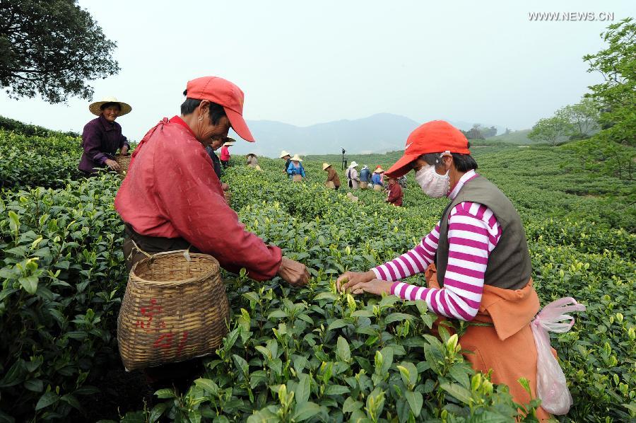 White tea enters tea picking season in east China