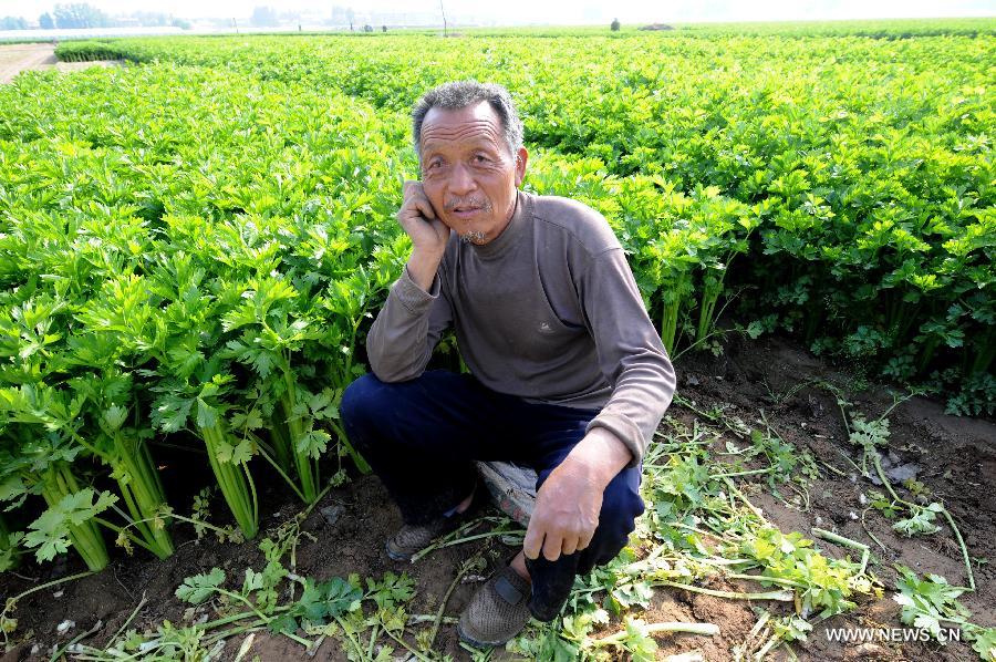 Celery crop concerns stalk Henan farmers