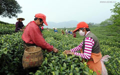 Officials, businesses seek to aid tea trade