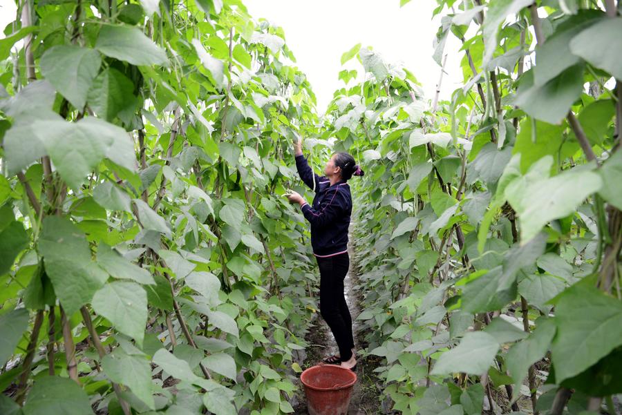 Chinese farmers busy with farming as summer comes