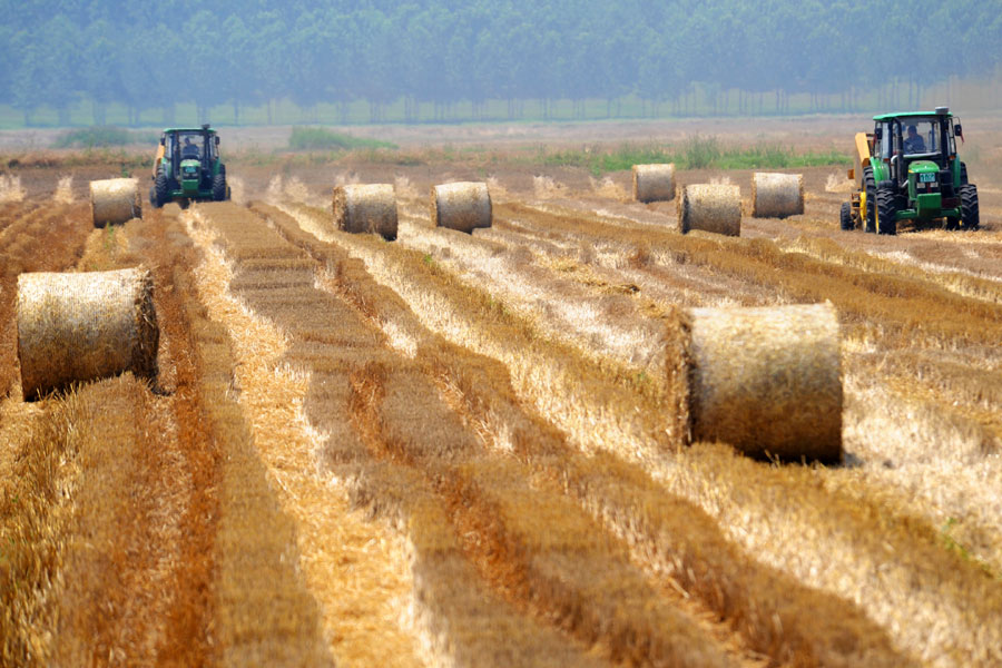 Wheat straw transformed