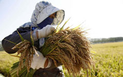 China poised for 11th year of bumper harvest