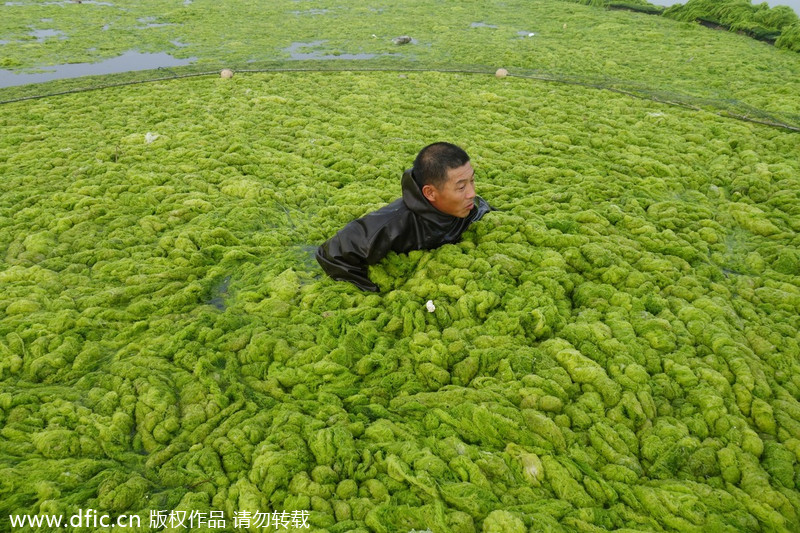 Chinese aquaculturist fights algea outburst