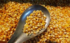 Unapproved GM strain blocking corn shipments from US to China