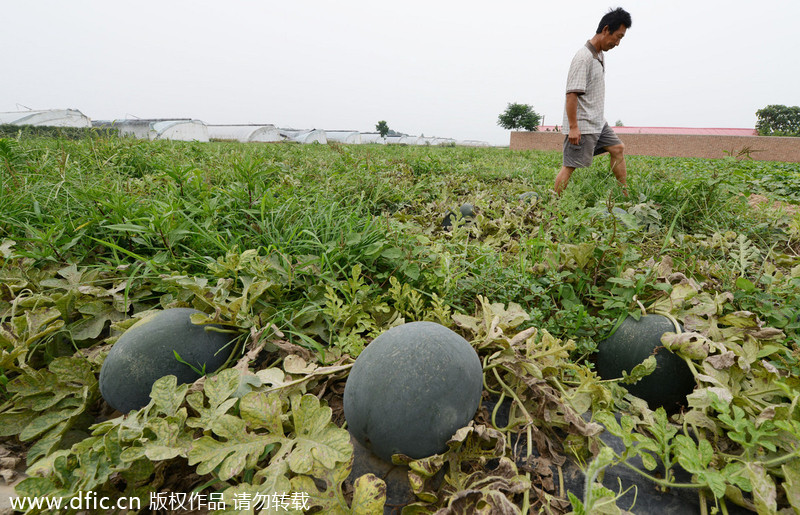Harvest brings little joy to melon farmers