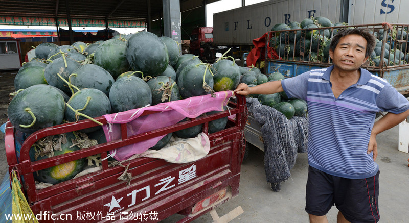 Harvest brings little joy to melon farmers