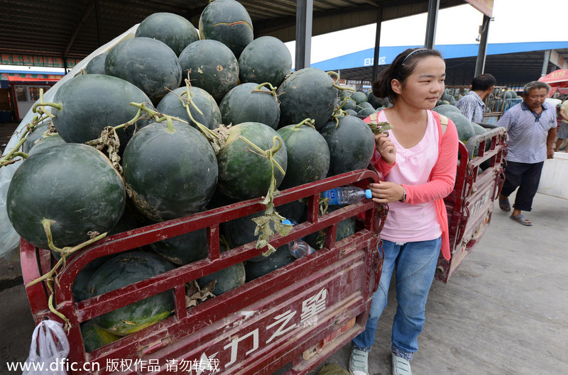 Harvest brings little joy to melon farmers